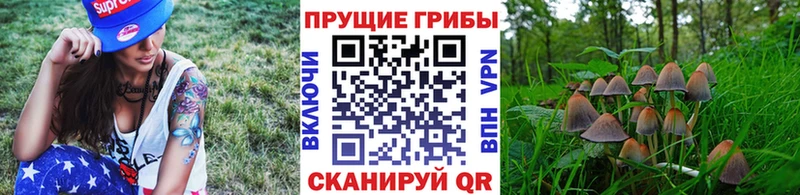 Псилоцибиновые грибы ЛСД  магазин продажи   Пустошка 